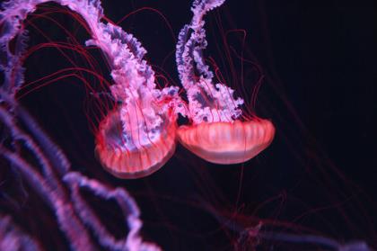 关于下雨的说说带图片