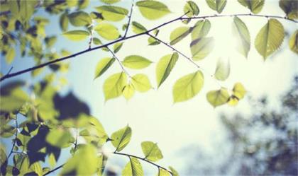 那年花开月正圆吴聘第几集死的