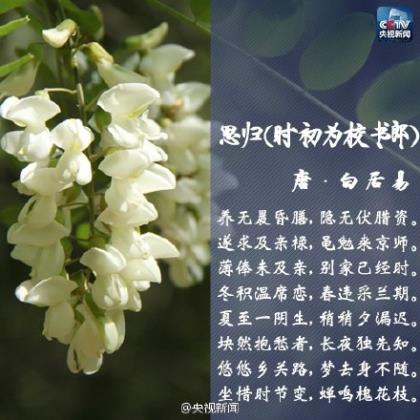 冰心名言成功的花儿（冰心关于母亲的名言）