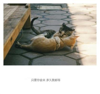 献给领导的祝福语